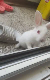 خرگوش