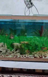 آکواریوم شیشه ده میل