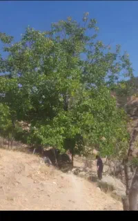 گردو تکونی