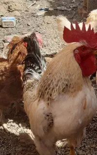 فروش مرغ و خروس محلی