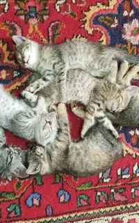واگذاری گربه DLH