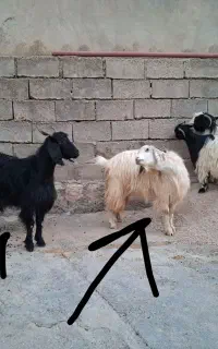 فروش چهار عدد بز جوان.