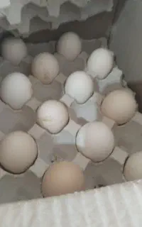 سلام بار جدید رسید دوباره کثیف تمیز دوزرده