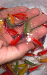 ماهی کالر رنگی پیش مولدی