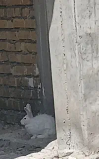 خرگوش بفروش میرسد