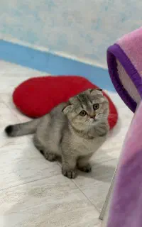 اسکاتیش