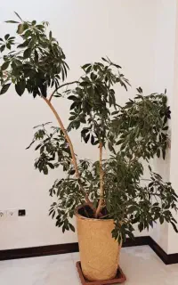 گل شلفرا