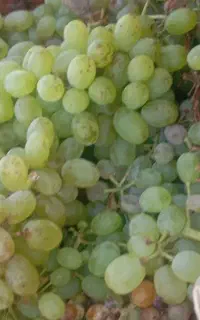 انگور کشمش