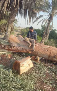 خرید چوب  در بندر عباس