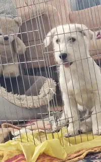 یک سگ نر که 6ماهش هستش