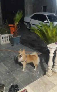 سگ پامر نر
