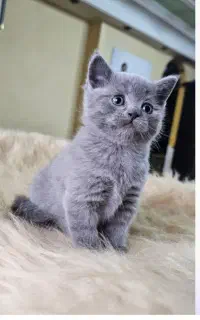 بریتیش بلو (خاکستری)