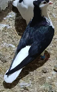 کبوتر