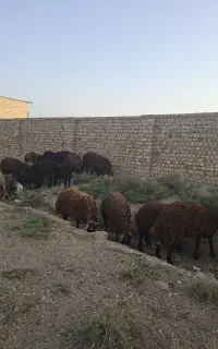 بره نر