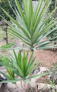 یوکا تنه دار چهار سر