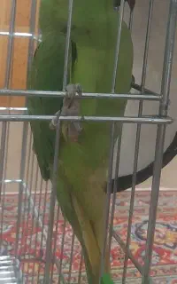 طوطی سالم و سرحال