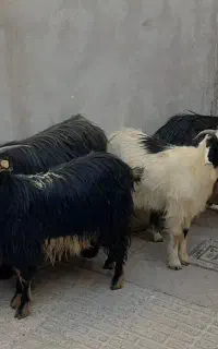 سلاخی سیار و با مکان