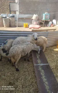 دوعدد میش