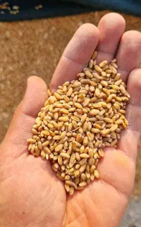 فروش گندم داریون تمیز ودرجه یک
