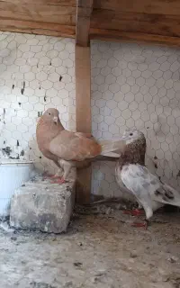کفترنروماده دهن جور