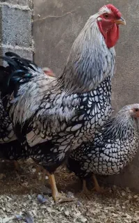 تک خروس ویاندوت سیلور