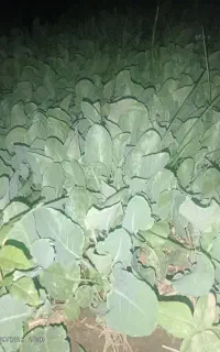 نشا گل کلم