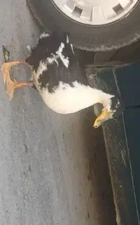 اوردک۳ماه