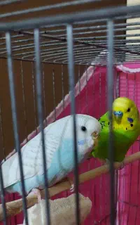 یک جفت مرغ عشق نرماده