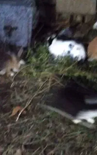 خرگوش کوچک و بزرگ سالم