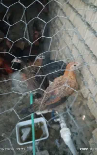 فروش جوجه مرغ محلی