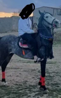 اسب نریان بامدارک