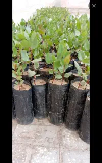 نهال پسته در فردوس