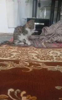 گربه ۳ماهه