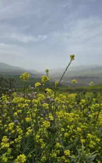 تور یکروزه رشت