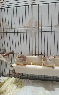 فنچ زبرا هاف اورنج فنچ گلدین