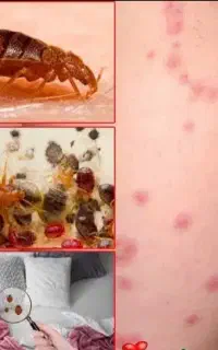 سمپاشی وموریانه زدایی بصورت تخصصی وضمانتی