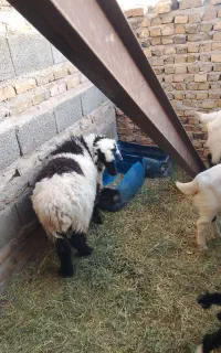 یک پلات و یک بره لتکی ماده