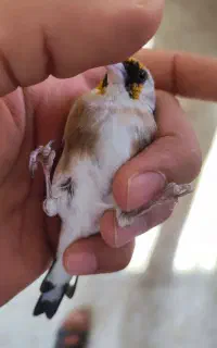 سهره