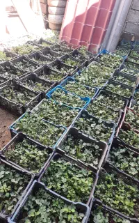 بذر هندوانه میکادو و توکیتا