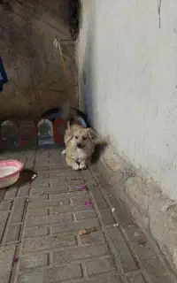 سگ باهوش فروشی