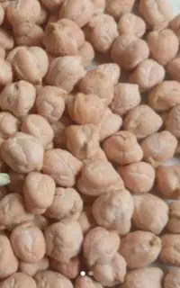 نخود بهاره