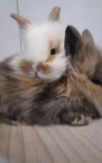 بچه خرگوش یک ماه