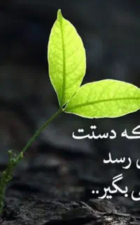 راننده بیل بکهو