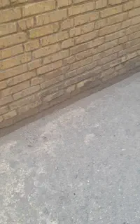 کبوتر دم سفید