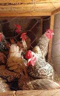 مرغ وخروس