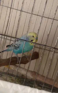 مرغ عشق