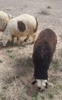 فروش گوسفند