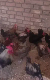 7عددمرغ و1عدد خروس یکساله