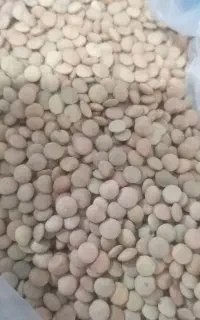 عدس محای اصل برای کاشت
