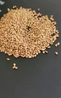 بذر یونجه ی دیمی